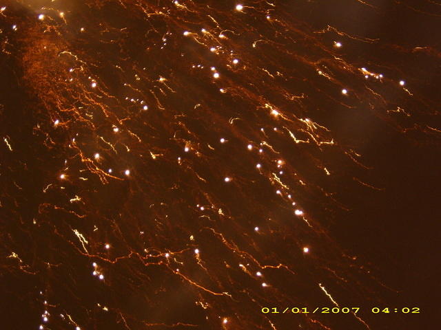 DSCI0211