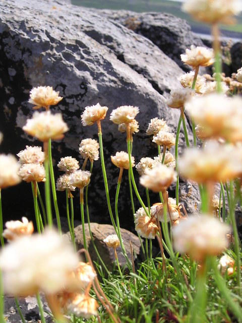 P6090047