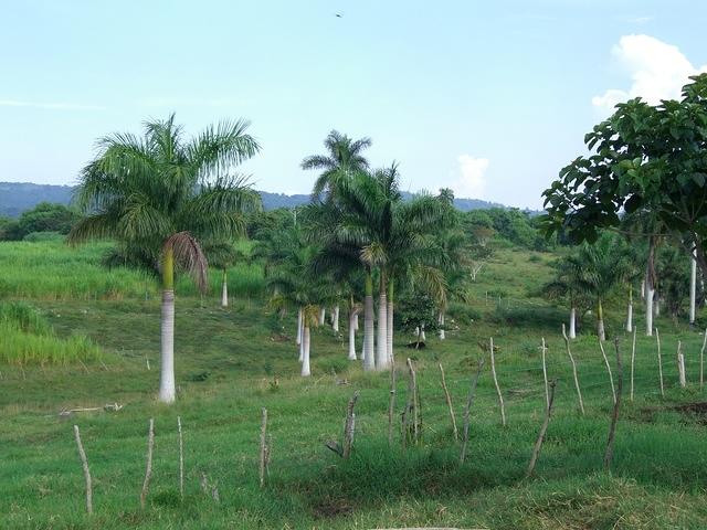 CIMG0594