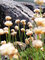 P6090047